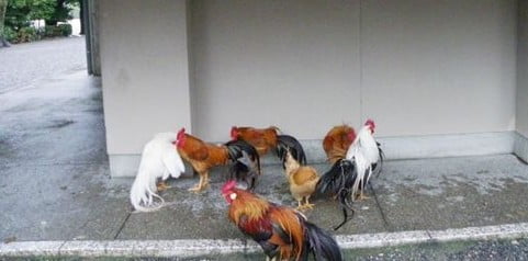 伊勢神宮の放し飼いの鶏（神鶏＝しんけい）たちの種類